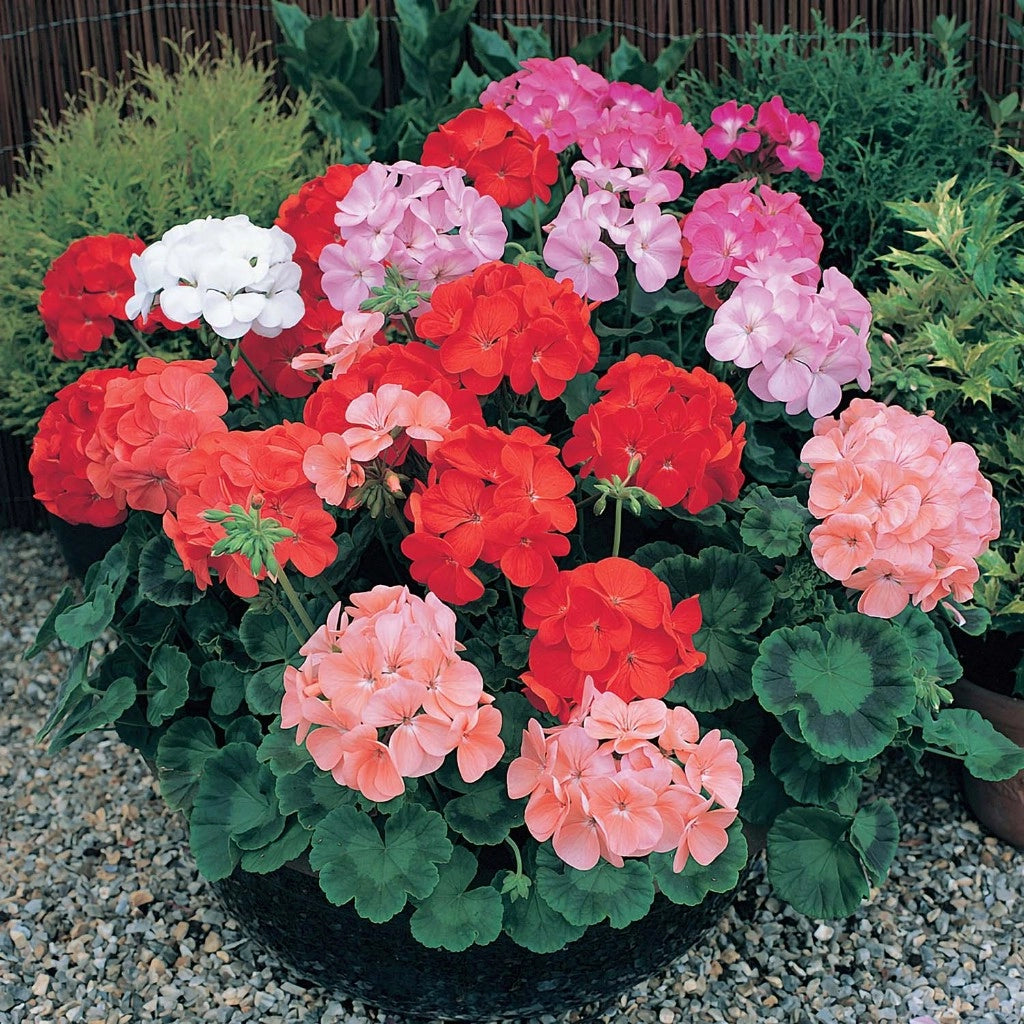 Geranium Mixed Flower Seeds for Planting NON GMO Seeds