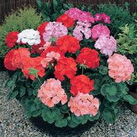 Geranium Mixed Flower Seeds for Planting NON GMO Seeds