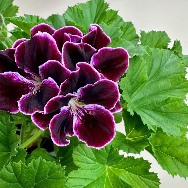 Organic Heirloom Mixed Regal Pelargonium Flower Seeds – Non-GMO Garden Seeds for Planting