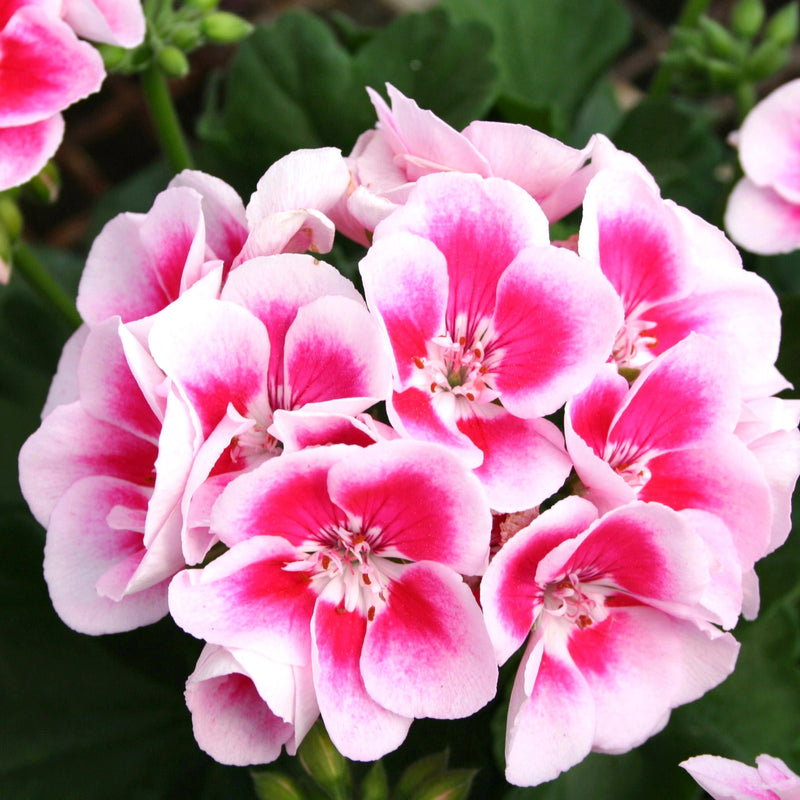 Perennial Flower Seeds Heirloom Non GMO Planting - 100 pcs