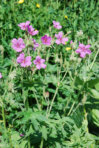 Heirloom Non-GMO Geranium viscosissimum Flower Seeds for Planting â€“ Vibrant Garden Blooms
