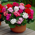Geranium Flowers Seeds Heirloom Non GMO Planting - 100 pcs