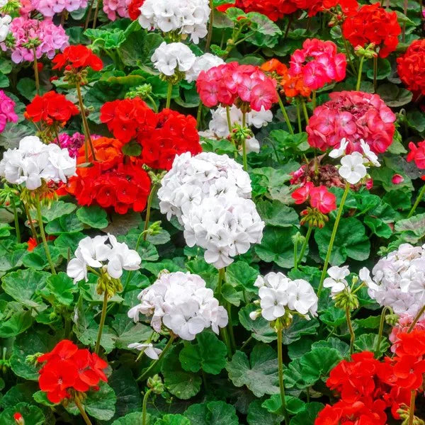 Geranium Mixed Flower Seeds for Planting NON GMO Seeds