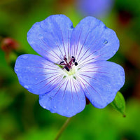 Heirloom Non-GMO Blue Climbing Geranium Flower Seeds for Planting â€“ Vibrant Vining Garden Blooms