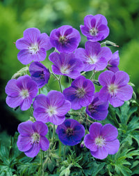 Heirloom Non-GMO Blue Climbing Geranium Flower Seeds for Planting â€“ Vibrant Vining Garden Blooms