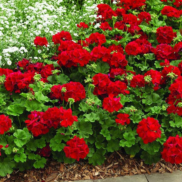 Red Breakaway Geranium Heirloom Non-GMO Seeds for Planting