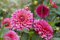 Perennial Dahlia tubers prepared for planting in a home garden

