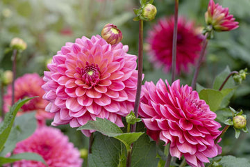 Perennial Dahlia tubers prepared for planting in a home garden

