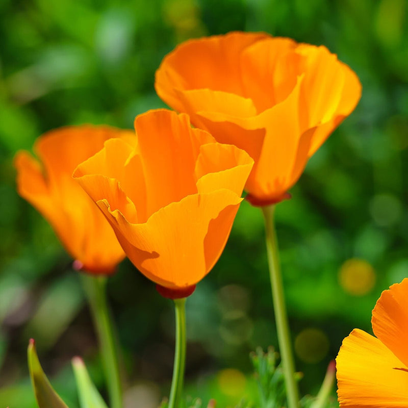 Californica Flower Seeds for Planting, Heirloom, Non-GMO, 100 pcs