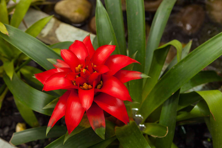 Hechtia Plant Seeds for Planting - 100 pcs
