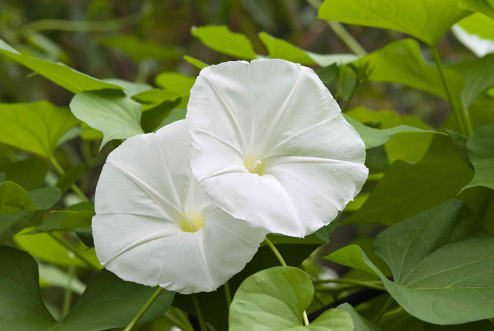 Moon Flower Seeds for Planting â€“ NON GMO Seeds