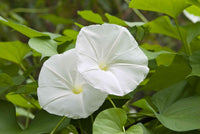 Moon Flower Seeds for Planting â€“ NON GMO Seeds