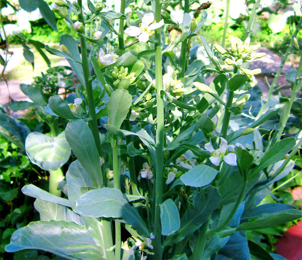 Gailan Vegetable Seeds for Planting heirloom & Non-GMO Seeds