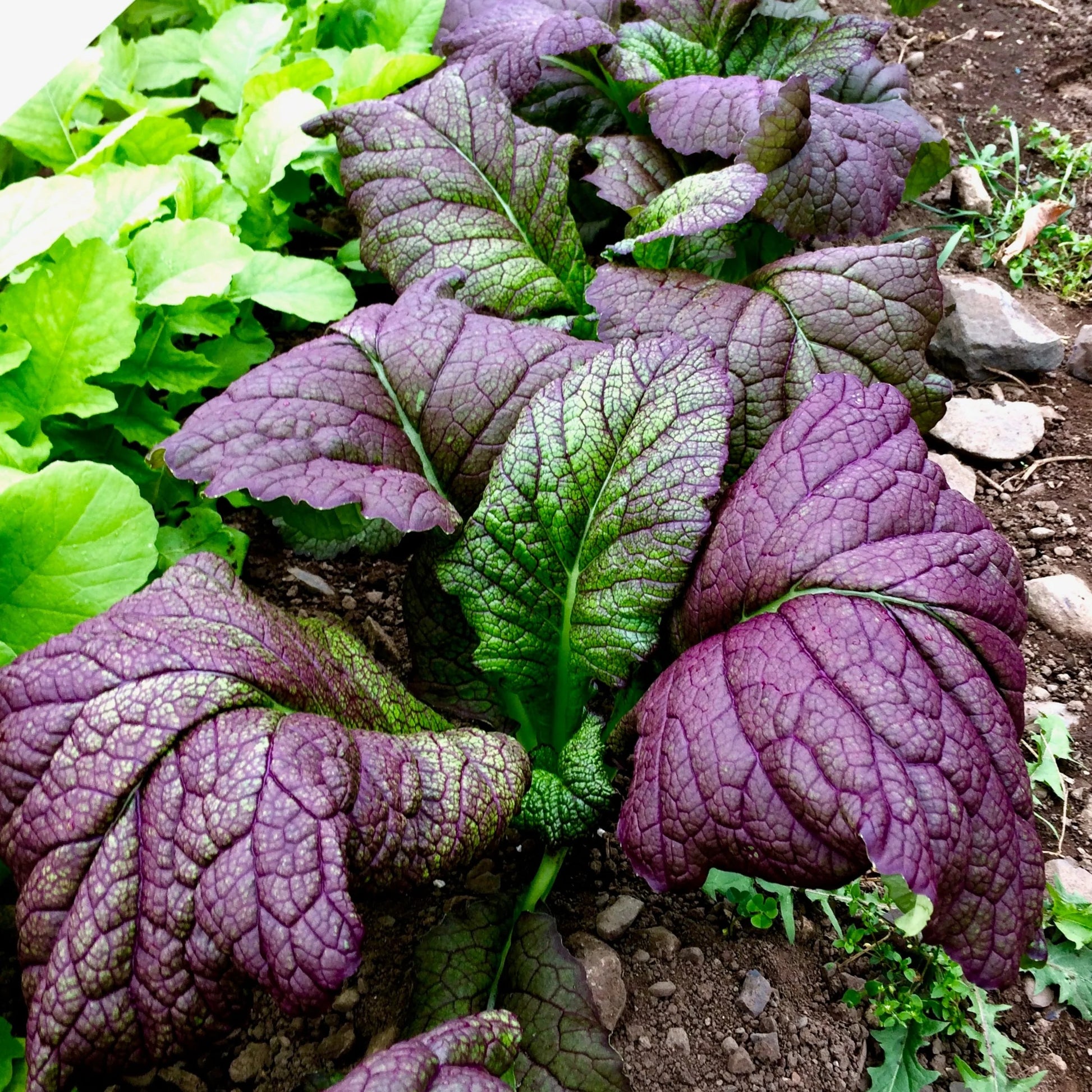 Red Giant Mustard Seeds for Planting – Heirloom Mustard Greens Vegetable Seeds