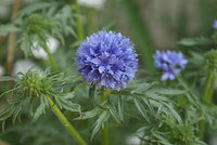 Heirloom Non-GMO Globe Gilia Flower Seeds for Planting – Drought-Tolerant Pollinator-Friendly Garden Blooms
