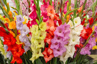 Heirloom Non-GMO Gladiolus Flower Seeds for Planting – Vibrant Summer Blooms - Non-GMO for planting in home garden