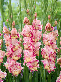 Gladiolus bulbs prepared for garden planting