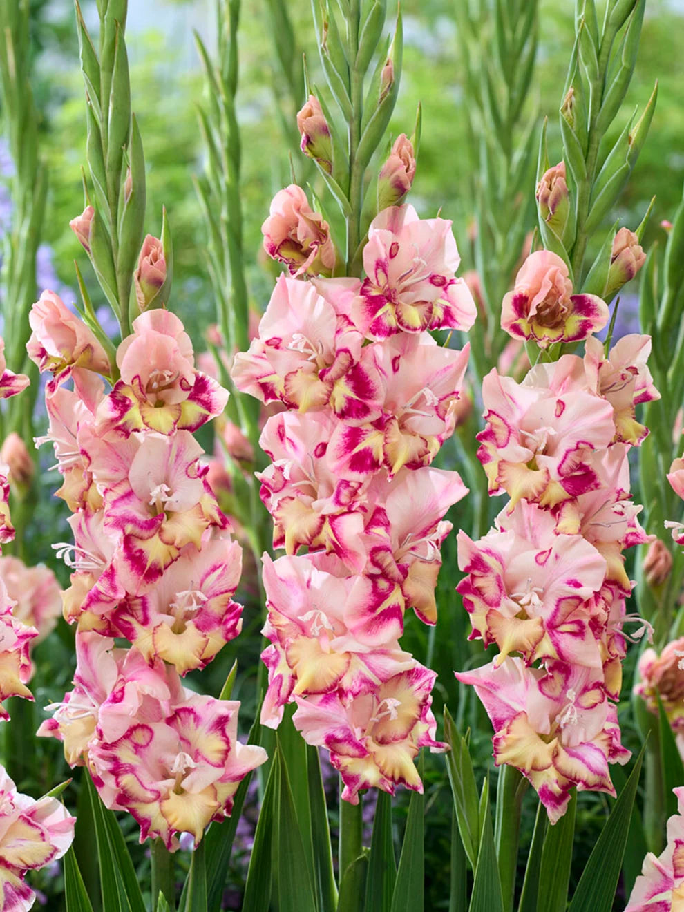 Gladiolus flowers with sword-shaped green foliage