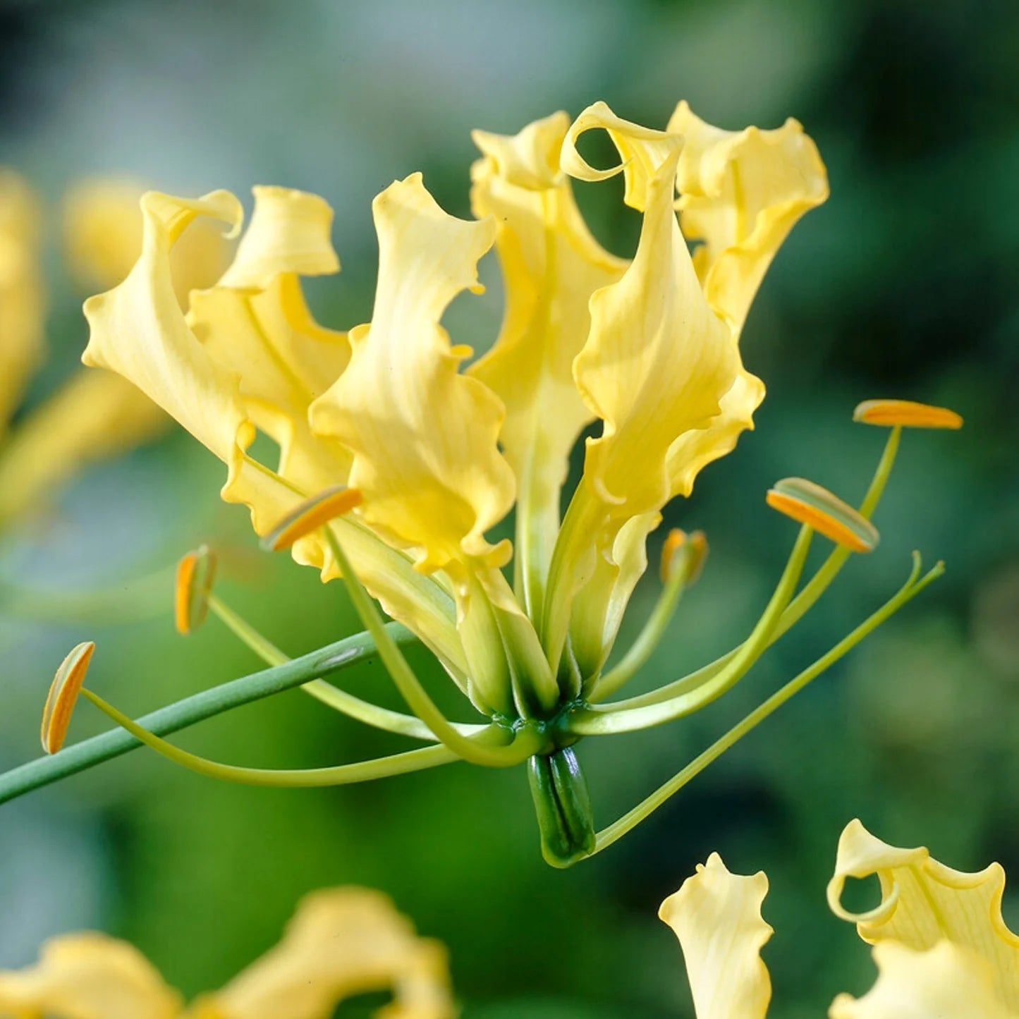 Heirloom Gloriosa Lutea Flower Seeds, Non-GMO Exotic Blooms for Planting