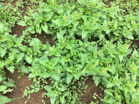 Heirloom Non-GMO Henry Plant Seeds for Garden – Unique Foliage Variety