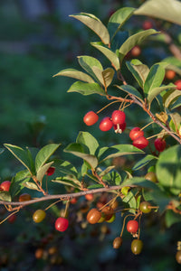 Goumi Fruit (Elaeagnus multiflora) Seeds for Home Gardens and Landscape Planting