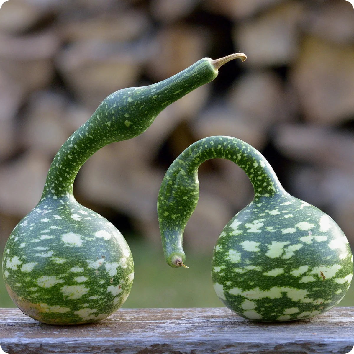 Speckled Swan Gourd Seeds for Planting heirloom & Non-GMO Seeds