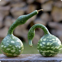 Speckled Swan Gourd Seeds for Planting heirloom & Non-GMO Seeds