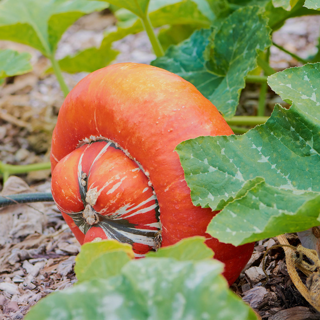 Turk's Turban ornamental pumpkin seeds for home garden planting