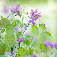 Heirloom Non-GMO Lunaria Money Plant Seeds for Planting ƒ?? Violet Blooms with Decorative Seed Pods for Gardens