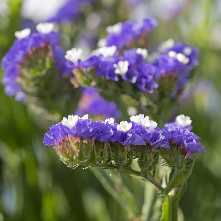 Organic Heirloom Non-GMO Statice Blue River Seeds for Planting – Vibrant Garden Blooms