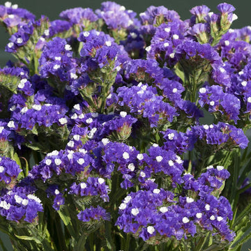Heirloom (Heirloom scientific name) for planting in garden