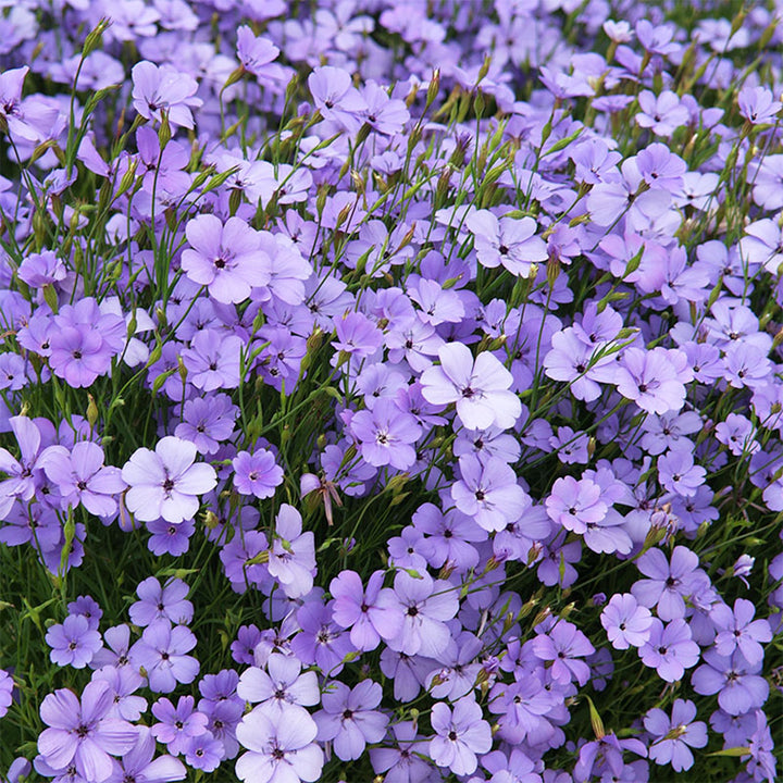 Blue Oculata Flower Seeds for Planting - NON GMO Seeds