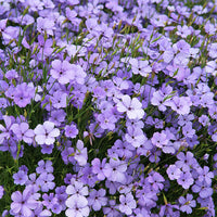 Blue Oculata Flower Seeds for Planting - NON GMO Seeds