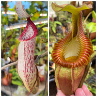 Nepenthes carnivorous plant seeds for ornamental plant collections and indoor growing.
