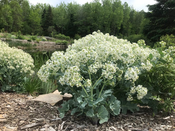 Sea Kale seeds for planting in home gardens and raised beds.