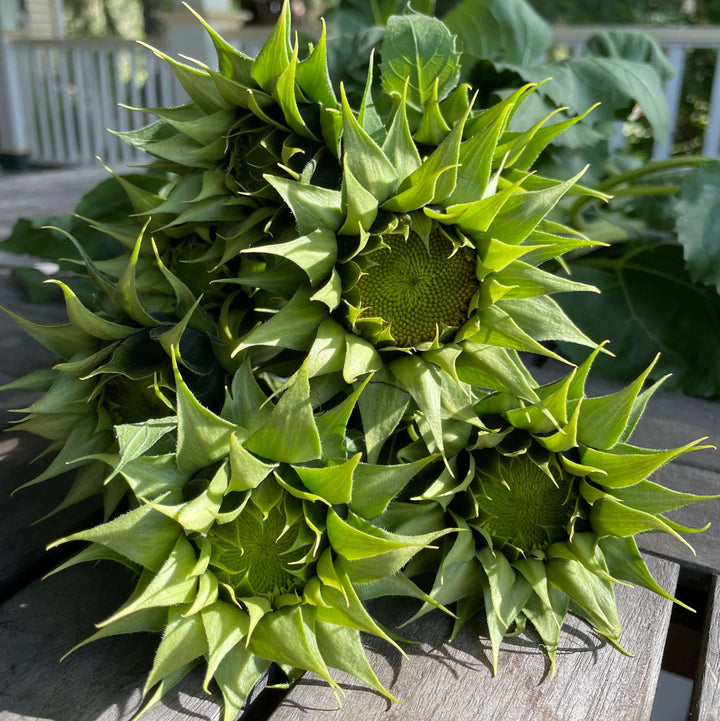 Green Sunflower Seeds for Planting – Grow Unique Sunflowers in Your Garden | Non-GMO & Easy to Grow