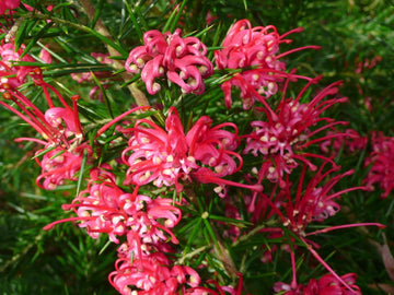 Heirloom Non-GMO Grevillea Flower Seeds for Planting – Drought-Tolerant Ornamental Blooms - Non-GMO for planting in home garden