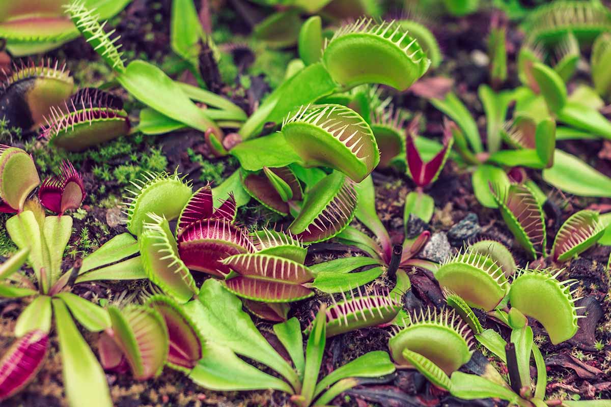 Green with Red Venus Flytrap ? Live Carnivorous Plant | Exotic Insect-Eating Houseplant