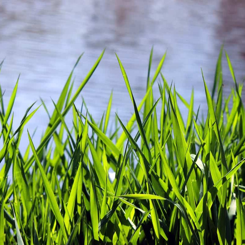 Buffalo Grass Seed Blend - Eco-Friendly, Drought-Tolerant Lawn Solution