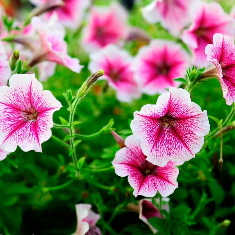 Pink (Pink scientific name) for planting in garden