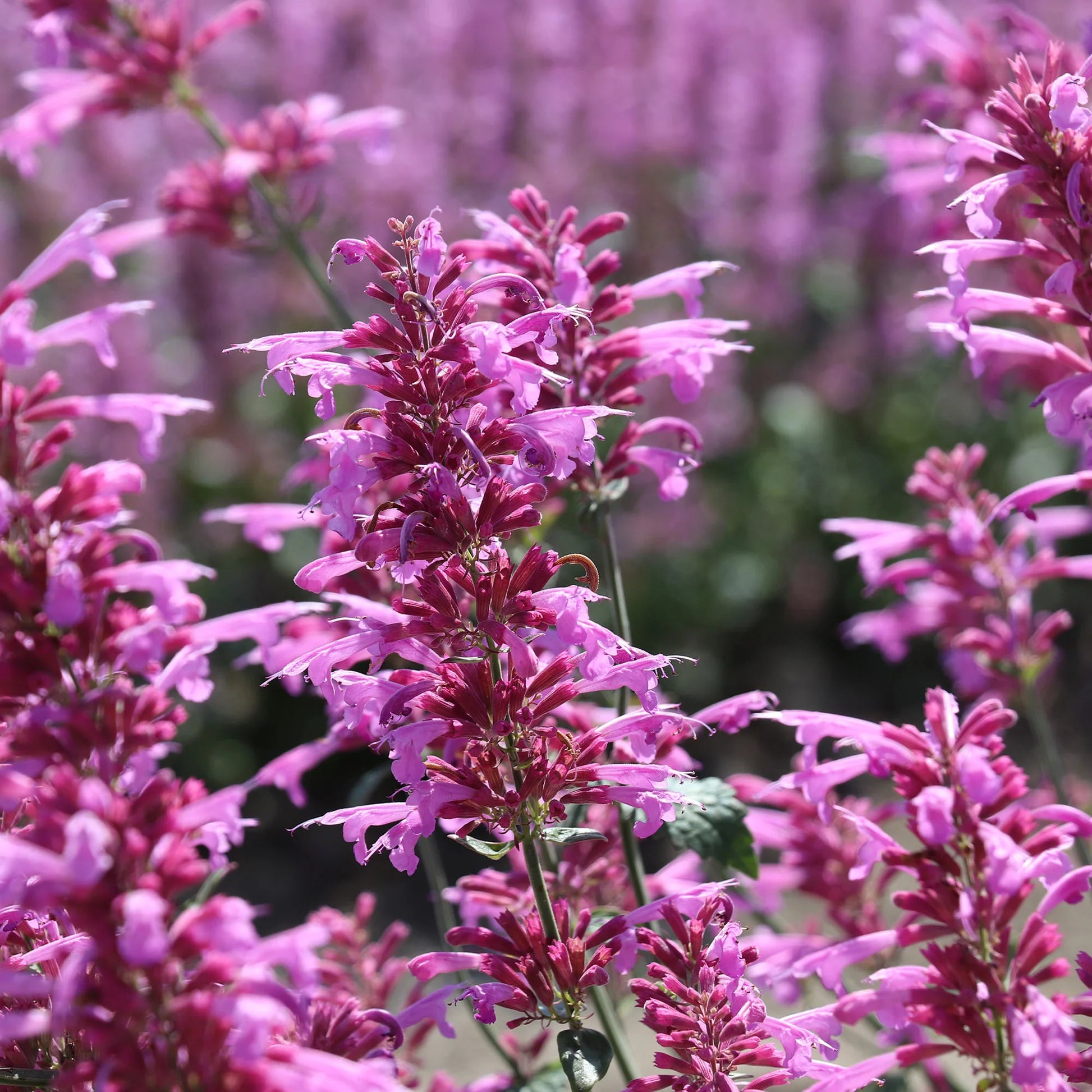 Agastache Cana Flower Seeds for Planting - NON GMO Seeds