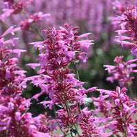 Agastache Cana Flower Seeds for Planting - NON GMO Seeds