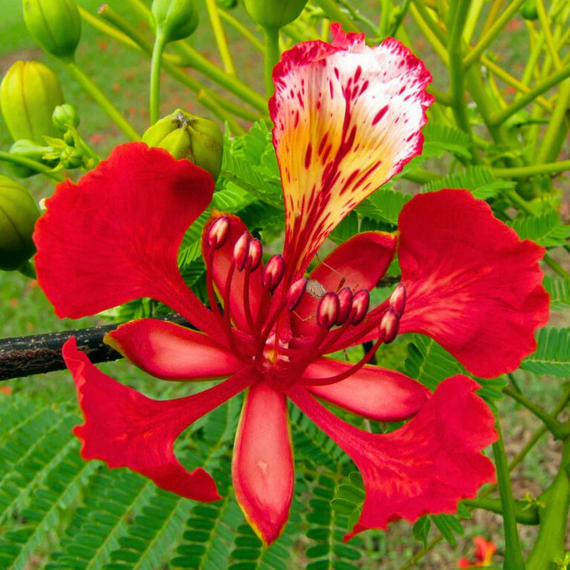 Heirloom Non-GMO Gulmohar Flower Seeds for Planting – Red Tree Blooms for Landscapes
