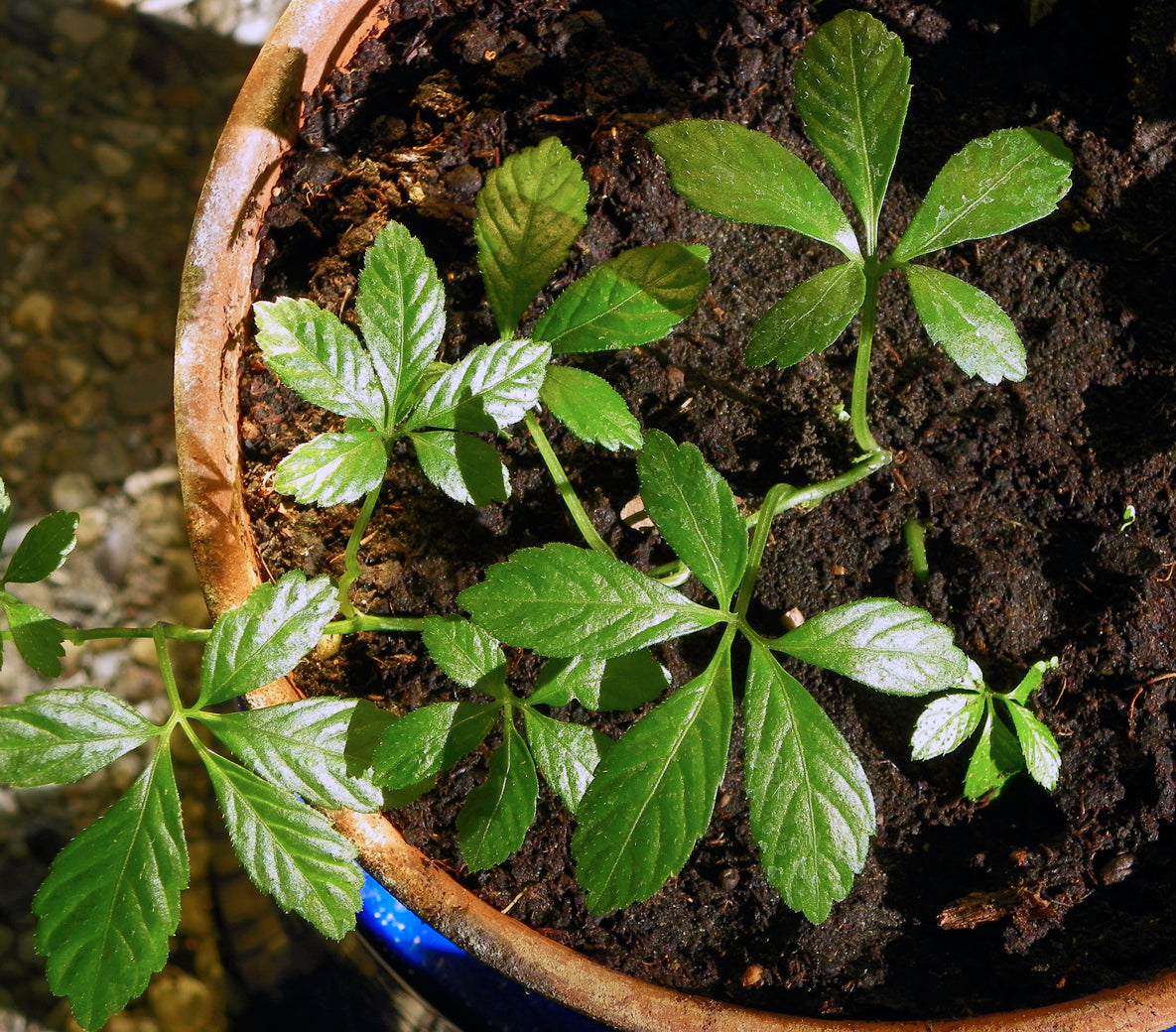 Organic Gynostemma Pentaphyllum Seeds for Planting – Heirloom, Non-GMO