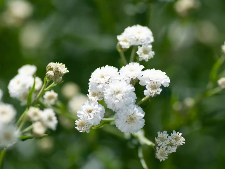 Heirloom Non-GMO Gypsophila Flower Seeds for Planting – Delicate Baby’s Breath Garden Blooms