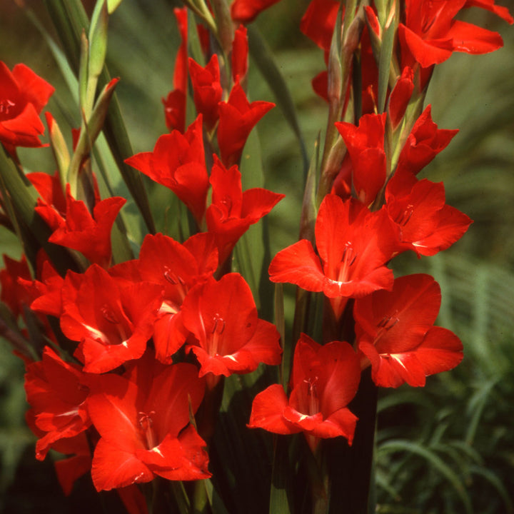 Gladiolus Flower Seeds for Planting, Red Variety, 100 pcs