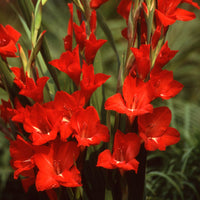 Gladiolus Flower Seeds for Planting, Red Variety, 100 pcs