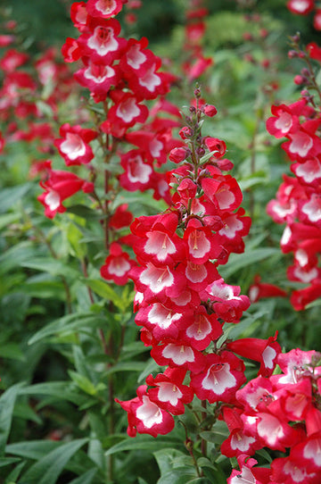 Penstemon Flower Seeds for planting in home garden