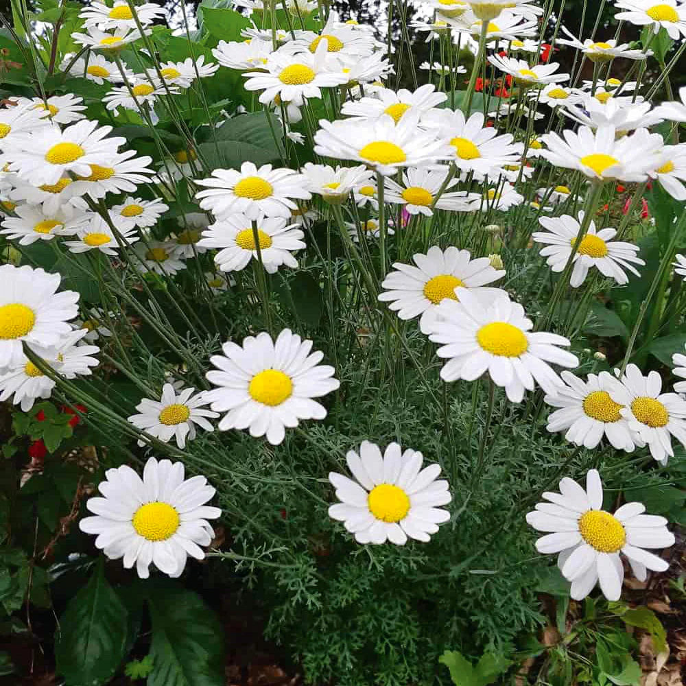 Heirloom Pyrethrum Seeds – Non-GMO Flower Seeds for Planting - Pyrethrum for planting in home garden