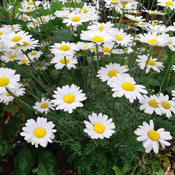 Heirloom Pyrethrum Seeds – Non-GMO Flower Seeds for Planting - Pyrethrum for planting in home garden